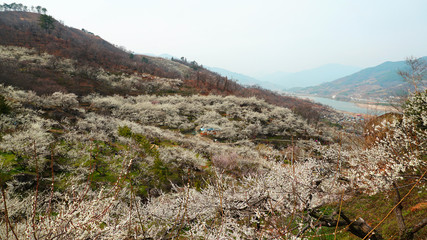 광양 매화축제7
