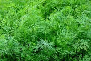 Fresh dill in the garden in summer close-up