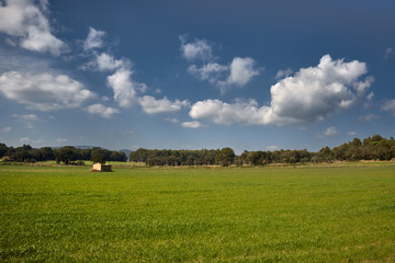 Fototapeta premium Green grass, blue sky