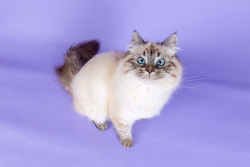 Amazing Siberian cat on purple