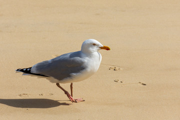CAP FERRET (Bassin d'Arcachon, France), goéland sur la plage