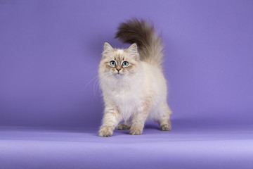 Amazing Siberian cat on purple