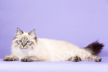 Fototapeta na wymiar Amazing Siberian cat on purple