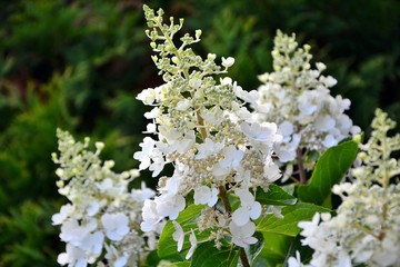 Hydrangea paniculate with white  flowers in the summer garden close-up.