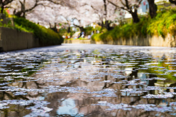 元荒川の桜並木