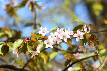 a branch of cherry blossoms on a blurred background of blue sky