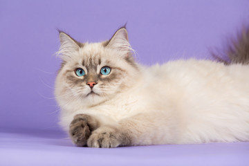 Amazing Siberian cat on purple