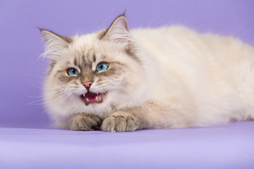 Amazing Siberian cat on purple