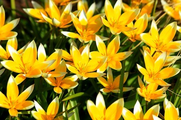 yellow spring flowers in the garden in sunny weather