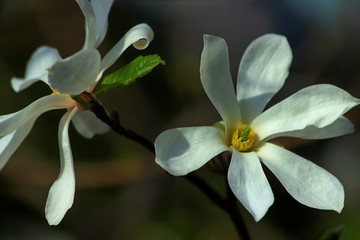 branch Magnolia Kobus with two flowers close-up
