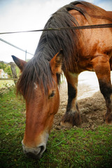 草を食むフランスの馬