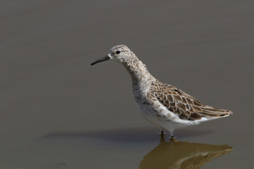 Ruffs are winter visitors that can be found around wetlands of Pakistan. This time the numbers are...