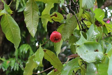 Close up of different fruits hanging on trees taken on the Seychelles islands
