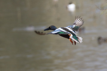 Flying Shovler are winter visitors starting December and are around till March. They are among many other duck species that fly in from Siberia and Europe