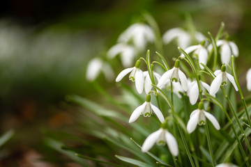 Cluster of beautiful fragile wild snowdrops, with blurred background, and space for copy.