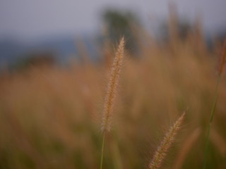 field of wheat summer background