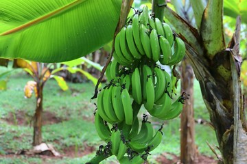 Close up of different fruits hanging on trees taken on the Seychelles islands