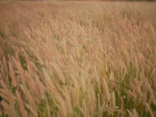 field of wheat summer background nature