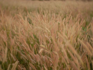 field of wheat summer background nature