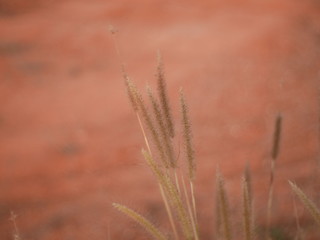 Fototapeta premium field of wheat nature summer