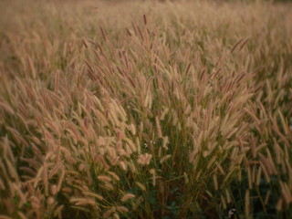 green wheat field outdoor summer
