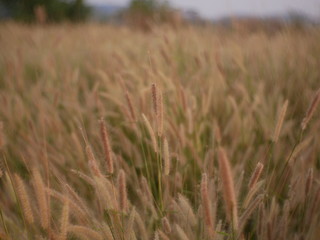 Fototapeta premium field of wheat summer background nature