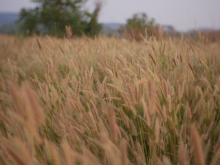 field of wheat summer background nature