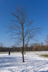 Blick auf einen Baum im Englischen Garten in München
