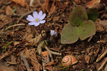 Leberblümchen (Hepatica nobilis) mit Schnirkelschnecke