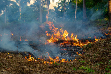 Bush fire in tropical forest in island Koh Phangan, Thailand, close up