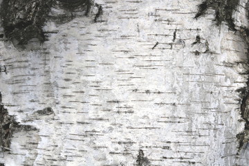 pattern of birch bark with black birch stripes on white birch bark and with wooden birch bark texture