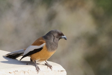 Rufous Treepie is common bird of Pakistan occurs in countryside . They are used to human population so not very shy 