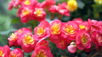 Beautiful red flower in nature. Landscape scenery and natural background.