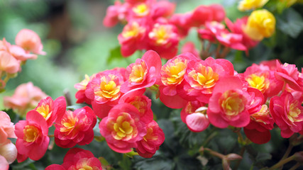 Beautiful red flower in nature. Landscape scenery and natural background.