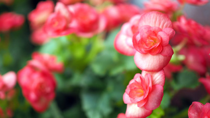 Beautiful red flower in nature. Landscape scenery and natural background.