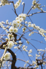 梅まつり　農業センター