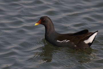 Common Moorhens occur all over the country in water bodies. They are not very shy from human population and can be easily sighted 