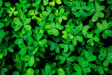 Closeup of Leaf clovers with Ice drops in the Cool Morning Day in Vintage style