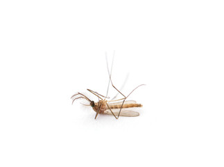 Dead Mosquito isolated on white background