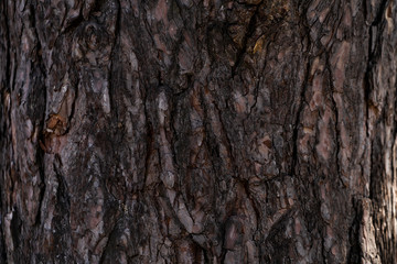 tree bark of a pine tree