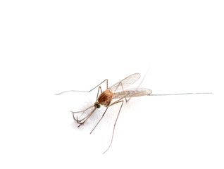 Supermacro of Mosquito isolated on white.