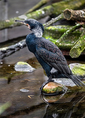 Black cormorant. Latin name – Phalacrocorax carbo sinensis