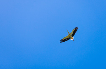 Stork in the clear blue sky.