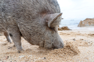 Big pig on the beach on the island of Phangan, Thailand.