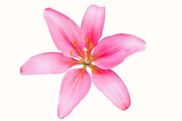 Fototapeta na wymiar Beautiful pink lily flower in botanic garden floral decoration