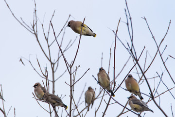 Cedar Waxwings (Bombycilla cedrorum) perched in a tree 