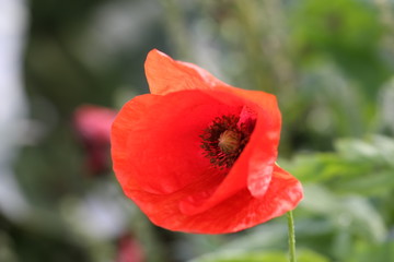 Obraz premium verwischt