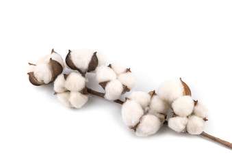 Cotton plant flower isolated on white background