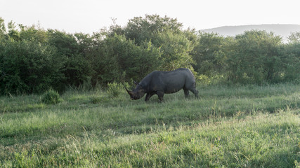 Naklejka na ściany i meble Black rhino in Maasai Mara National Park Kenya