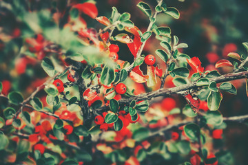 Red berries on branches of bush. Autumn nature abstract background. Green and red colors.